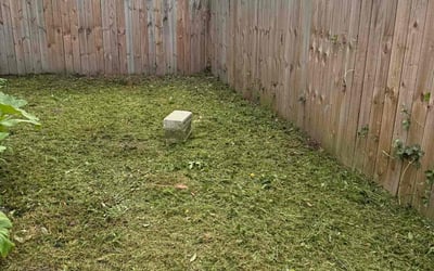Photo of Kaleb C.'s yard after getting tree care in Smithfield, VA