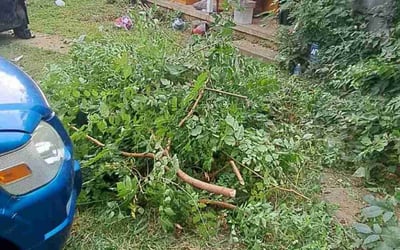 Photo of Michelle L.'s yard after getting landscaping in Newton, KS