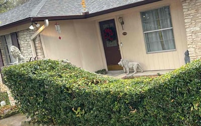 Photo of Brandy P.'s yard after getting tree care in Austin, TX