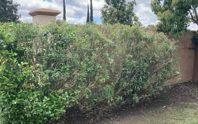Photo of Deborah F.'s yard after getting landscaping in Yucca Valley, CA