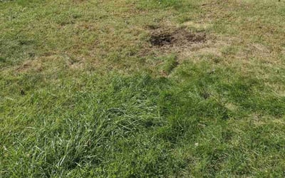 Photo of Joe P.'s yard after getting landscaping in Newtown, CT