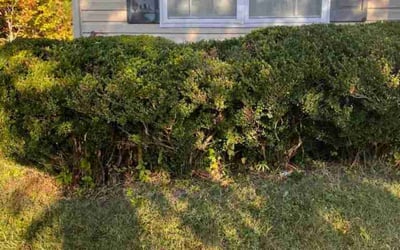 Photo of Dhimi-Gustavo G.'s yard after getting landscaping in Manquin, VA