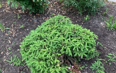Photo of Dennis D.'s yard after getting landscaping in Cardington, OH
