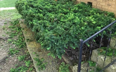 Photo of Susan F.'s yard after getting landscaping in Cloverdale, IN