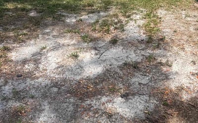Photo of Alexander D.'s yard after getting landscaping in Altamonte Springs, FL