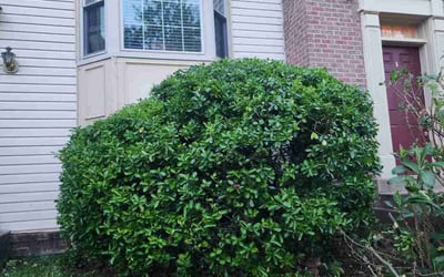 Photo of Angela B.'s yard after getting landscaping in Herndon, VA