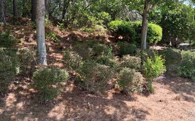 Photo of Pam C.'s yard after getting landscaping in Powder Springs, GA