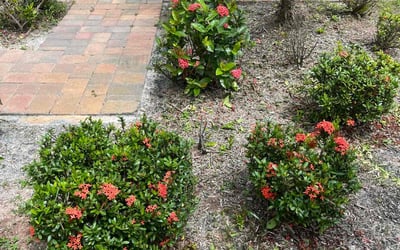 Photo of Tina A.'s yard after getting landscaping in Patrick Afb, FL