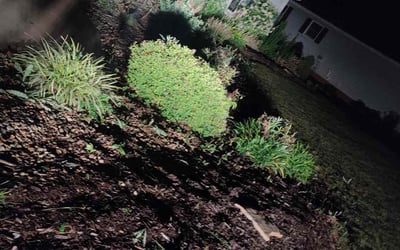 Photo of Vicki P.'s yard after getting tree care in Akron, OH