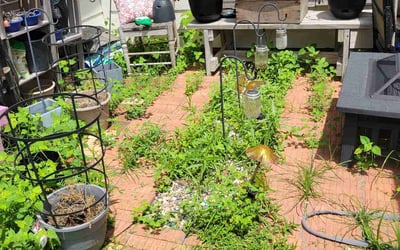 Photo of Robin W.'s yard after getting tree care in Humble, TX