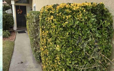 Photo of Rose M.'s yard after getting landscaping in Palm Desert, CA