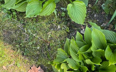 Photo of Shelly J.'s yard after getting landscaping in Pataskala, OH