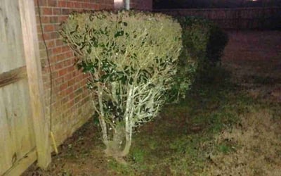 Photo of James R.'s yard after getting landscaping in Semmes, AL