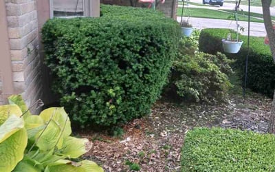Photo of Genetta H.'s yard after getting landscaping in Milford, MI