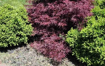Photo of Andrew M.'s yard after getting landscaping in Hamilton, OH