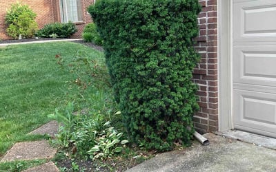 Photo of Duane T.'s yard after getting landscaping in Winchester, KY