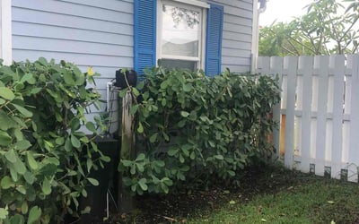 Photo of Michael D.'s yard after getting tree care in West Palm Beach, FL