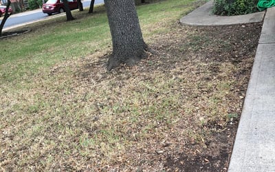 Photo of Chris M.'s yard after getting landscaping in Cedar Creek, TX