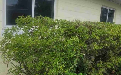 Photo of Sarah T.'s yard after getting landscaping in Aripeka, FL