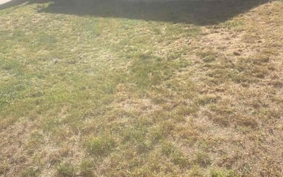 Photo of Satoshi Y.'s yard after getting tree care in Pueblo, CO