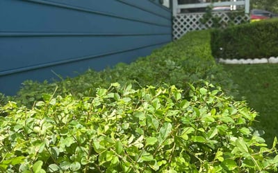 Photo of Charles W.'s yard after getting tree care in Riverdale, GA