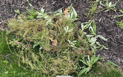 Photo of Abdul I.'s yard after getting landscaping in Carbon Hill, OH