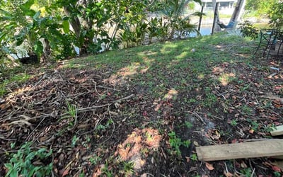 Photo of Aminata M.'s yard after getting landscaping in Fort Lauderdale, FL