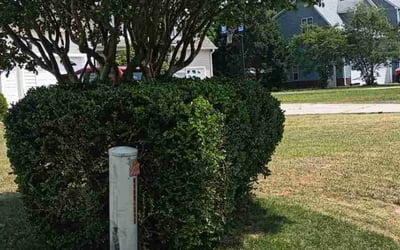 Photo of Steve S.'s yard after getting landscaping in Garner, NC