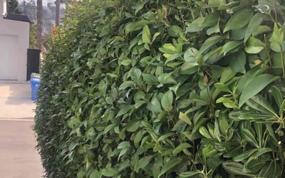 Photo of Adina L.'s yard after getting landscaping in Woodland Hills, CA