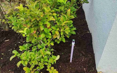 Photo of Amy W.'s yard after getting landscaping in Astatula, FL