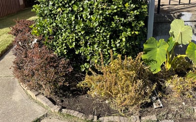 Photo of David P.'s yard after getting landscaping in Lothian, MD