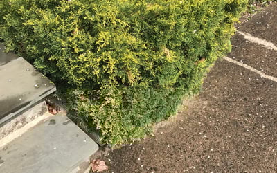 Photo of Robert C.'s yard after getting landscaping in Sherman, CT