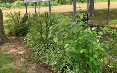 Photo of Karen W.'s yard after getting landscaping in Zuni, VA