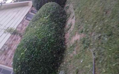 Photo of Ashley M.'s yard after getting landscaping in Snellville, GA
