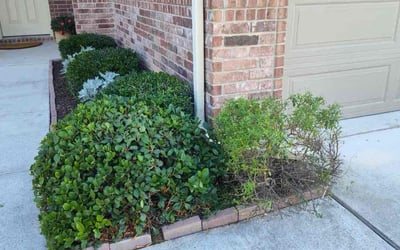 Photo of Casey L.'s yard after getting landscaping in Pflugerville, TX