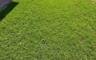 Photo of Richard F.'s yard after getting lawn care in Medina, OH