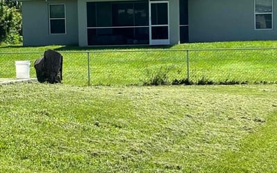 Photo of Georganne T.'s yard after getting lawn care in Selma, CA