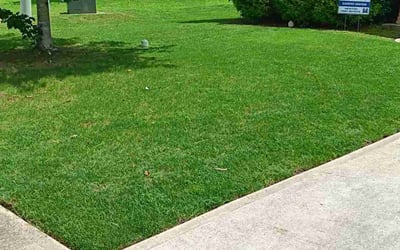 Photo of Ali H.'s yard after getting lawn care in Ashburn, VA