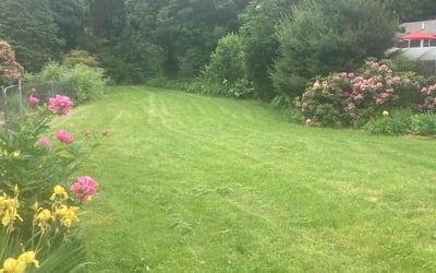 Photo of Shirley F.'s yard after getting lawn care in Stoughton, MA
