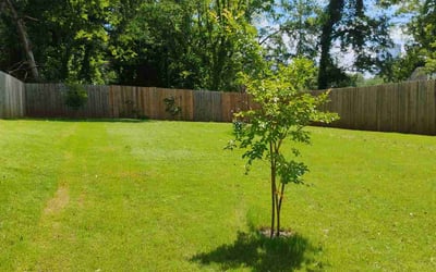 Photo of Parker R.'s yard after getting lawn care in York, SC