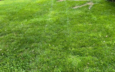 Photo of George S.'s yard after getting lawn care in Burke, VA