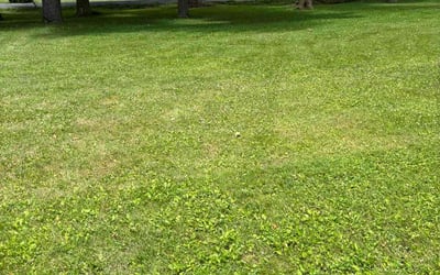 Photo of Bradley H.'s yard after getting lawn care in Marshfield, MA