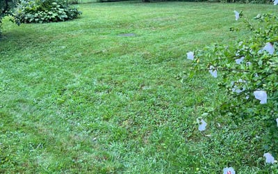 Photo of Kathy S.'s yard after getting lawn care in Bloomfield, CT
