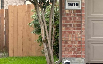 Photo of Donna W.'s yard after getting lawn care in San Juan Capistrano, CA