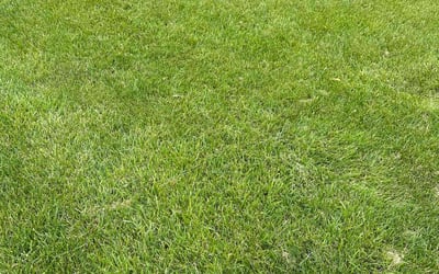 Photo of Sharonda D.'s yard after getting lawn care in Clive, IA