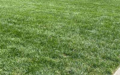 Photo of Kathy K.'s yard after getting lawn care in Blacklick, OH