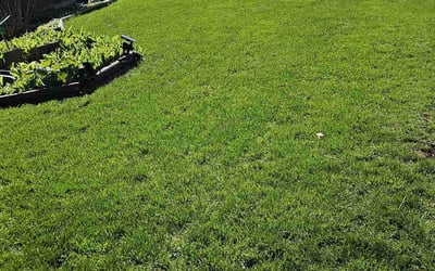 Photo of Maria K.'s yard after getting lawn care in Cudahy, WI