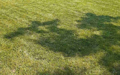 Photo of Patridia H.'s yard after getting lawn care in Clinton, MS