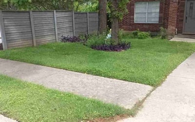 Photo of Timothy Y.'s yard after getting lawn care in Calexico, CA