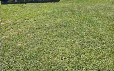 Photo of Ben K.'s yard after getting lawn care in Gilbert, AZ